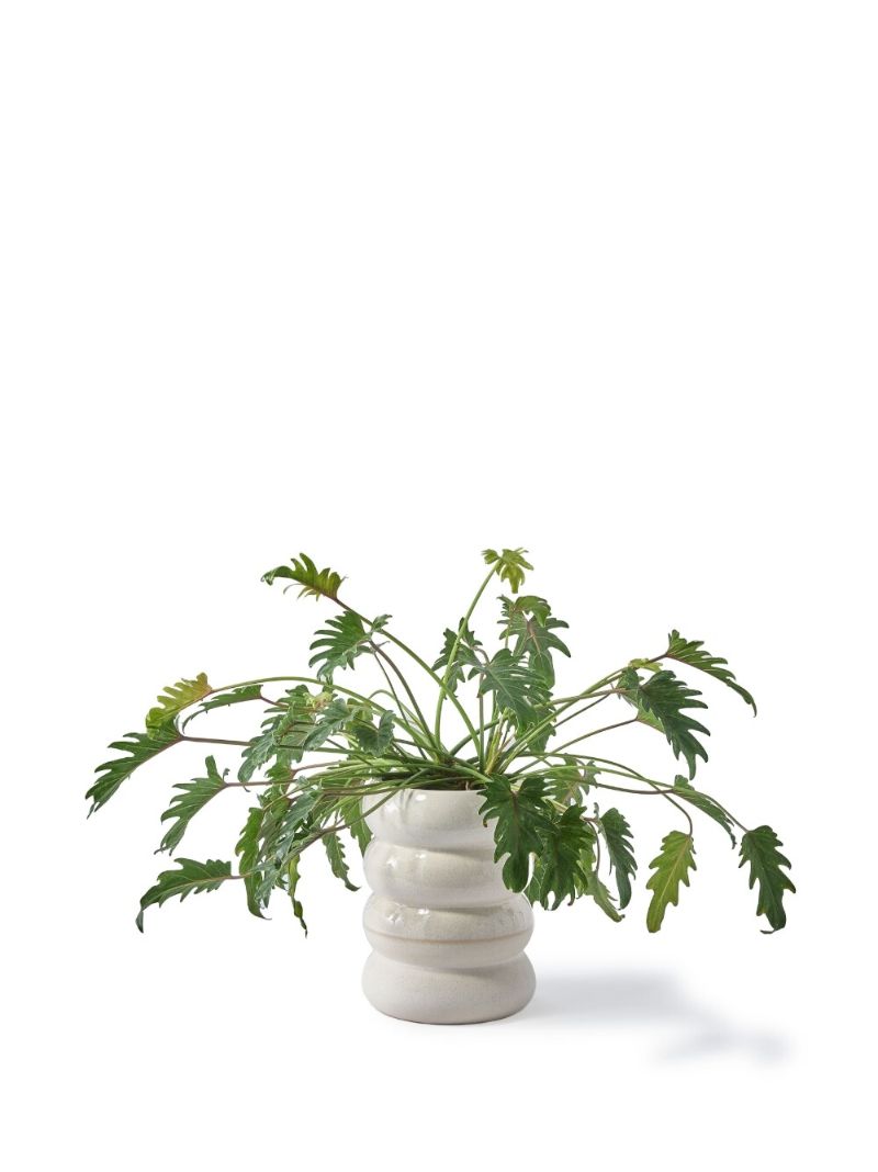 White Chubby Vase